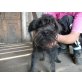 Kitty 4, Schnauzer - Hündin