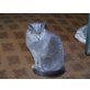 Kitty, Britisch Kurzhaarkatze - Katze