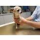 Kitty, Chihuahua kurzhaariger Schlag - Hündin