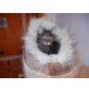 Kitty, Europäische Kurzhaarkatze - Katze