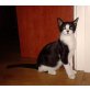 Kitty, Europäische Kurzhaarkatze - Katze
