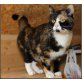 Kitty, Hauskatze - Katze