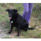 Kitty, Labrador Retriever - Hündin