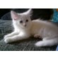 Kitty, Maine Coon - Katze