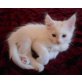 Kitty, Maine Coon - Katze