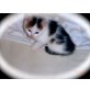 Kitty, Maine coon und Hauskater - Katze