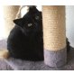 Kitty, Mischling - Katze