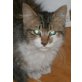 Kitty, Mischling - Katze