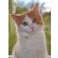 Kitty, Mischling - Katze