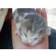 Kitty-Pünktchen, Norwegische waldkatze und Hauskatze - Katze