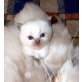 Kitty, Ragdoll - Katze