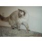 Kitty, Ragdoll - Katze
