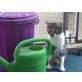 Kitty, für Kitty Freigang-Zuhause gesucht - Katze
