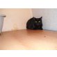 Kitty & mulle, ehk & siam - Katze