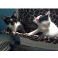 Kitty und Bob, Zwei süße Pechvogel suchen zum dritten Mal - Katze
