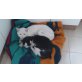 Kitty und Lucifer, Katze - Kater