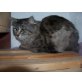 Kitty, zierliches Langhaarmädchen - Katze