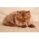 Kittykatkids Dixieland Dora Mae, Britisch Langhaar - Katze