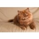 Kittykatkids Dizzy Miss Lizzy, Britisch Langhaar - Katze