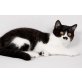 Kittykatkids Exclusiv Girl, Britisch Kurzhaarkatze - Katze