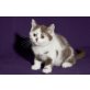 Kittykatkids Fabolous Fanny, Britisch Kurzhaarkatze - Katze