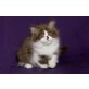 Kittykatkids Faithful Ferdinand, Britisch Langhaar - Kater