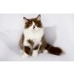 Kittykatkids Faithful Ferdinand, Britisch Langhaar - Kater