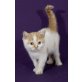 Kittykatkids Firefox, Britisch Kurzhaarkatze - Kater