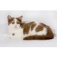 Kittykatkids Fluffy Diamond, Britisch Kurzhaarkatze - Kater