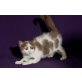 Kittykatkids Fluffy Diamond, Britisch Kurzhaarkatze - Katze