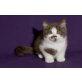 Kittykatkids Freaky Freddie, Britisch Kurzhaarkatze - Kater
