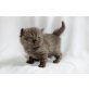 Kittykatkids G.I. Joe, Britisch Langhaar - Kater