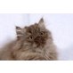 Kittykatkids G.I. Joe, Britisch Langhaar - Kater