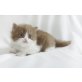 Kittykatkids Georgeous George, Britisch Langhaar - Kater
