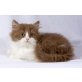 Kittykatkids Georgeous George, Britisch Langhaar - Kater