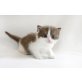 Kittykatkids Glamorous Elvis, Britisch Kurzhaarkatze - Kater