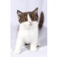 Kittykatkids Glamorous Elvis, Britisch Kurzhaarkatze - Kater