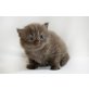 Kittykatkids Gonna Rock It, Britisch Langhaar - Kater