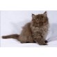 Kittykatkids Gonna Rock It, Britisch Langhaar - Kater