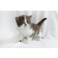 Kittykatkids Graceful Lady, Britisch Kurzhaarkatze - Katze