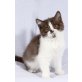 Kittykatkids Graceful Lady, Britisch Kurzhaarkatze - Katze