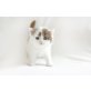 Kittykatkids Gypsy Rose, Britisch Kurzhaarkatze - Katze