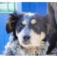 Kiwi 4, Australien-Shepherd-Mischlingshündin - Hündin