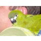 Kiwi, Aru-Edelpapageien - weiblich