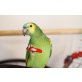 Kiwi, Blaustirnamazone - männlich
