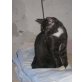 Kiwi, Hauskatze - Kater