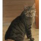 Kiwi, Mischling - Katze