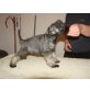 Kiwi, Zwergschnauzer Welpen - Hündin