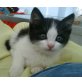 Kiwi, süßer kleiner schwarz-weißer Kater - Kater