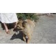 Kizzy, Dringend neues Zuhause gesucht! - Hündin